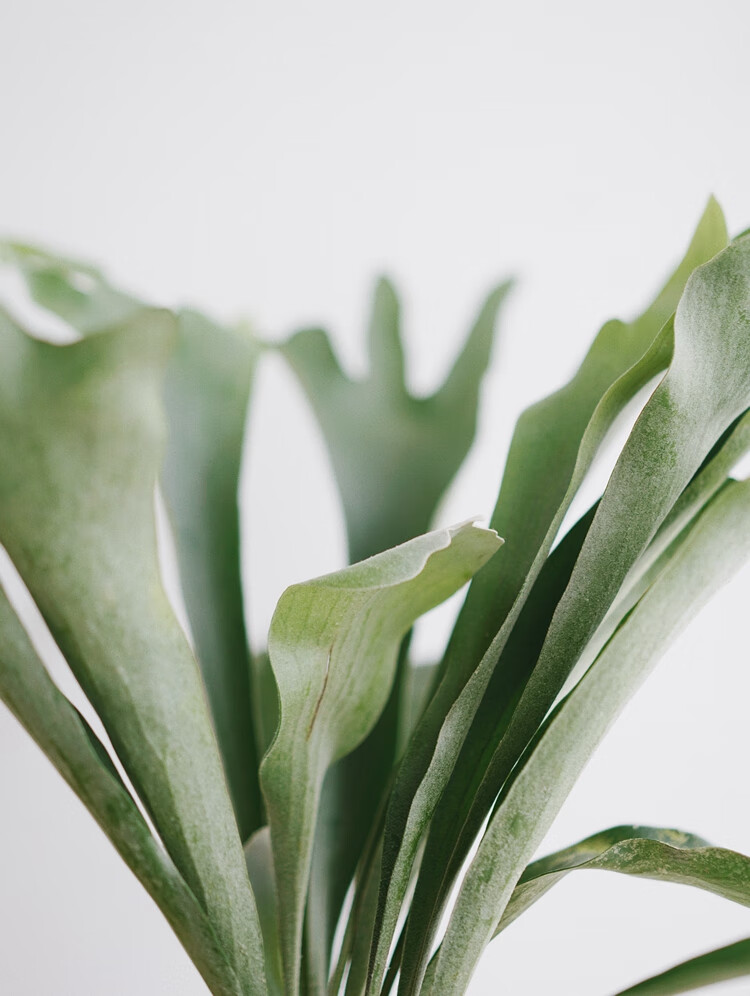 豆绿 荷兰鹿角蕨 北欧ins网红植物家居绿植桌面懒人盆栽 荷兰鹿角蕨 m