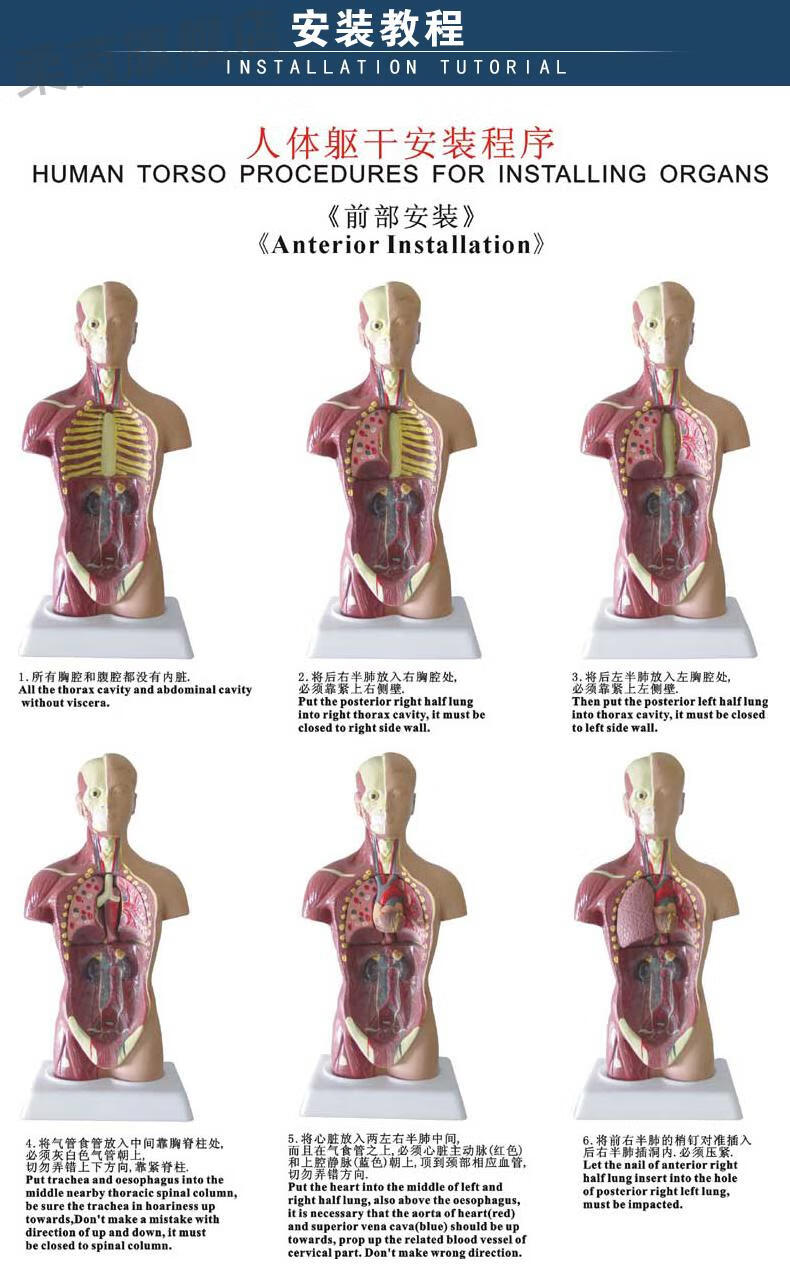 人体器官拼装模型85cm28cm人体躯干解剖模型器官可拆卸医学教学心脏