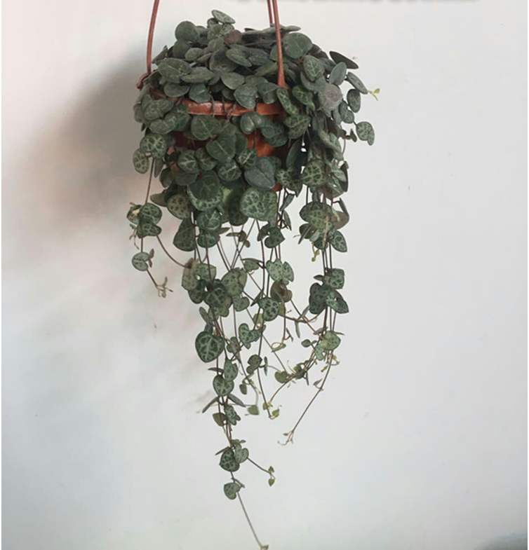 垂吊植物爱之蔓盆栽一串心多肉花苗心心相印观叶绿植花卉带盆发货小号