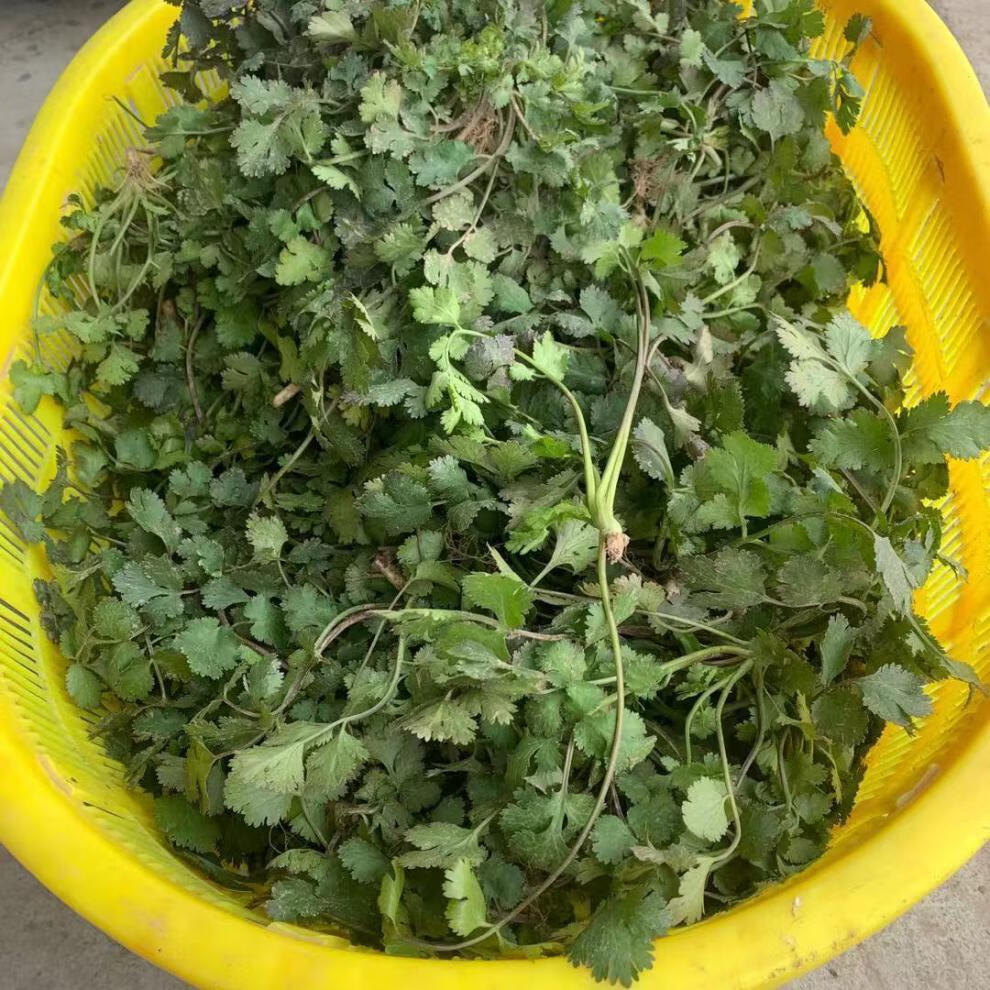 香菜新鲜1/4斤农家露天香菜农村陆地香菜蔬菜芫荽 净重3斤超值装