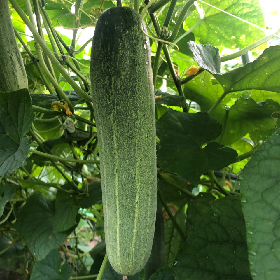 黄瓜本地水果吊瓜青瓜农家现摘现发当季新鲜蔬菜水果吊瓜精选5斤泡沫