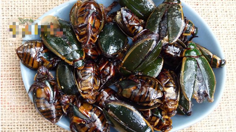 炸龙虱金边龙虱新鲜龙虱发货鲜美鱼鳖25只【图片 价格 品牌 报价】