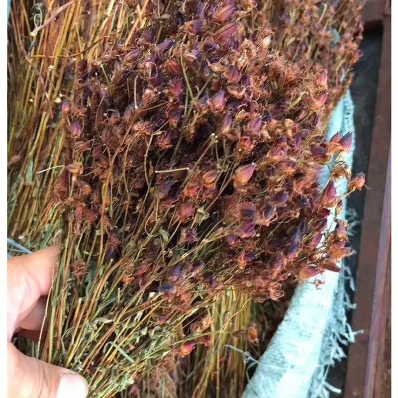 一件稳心草 野生稳心草50g