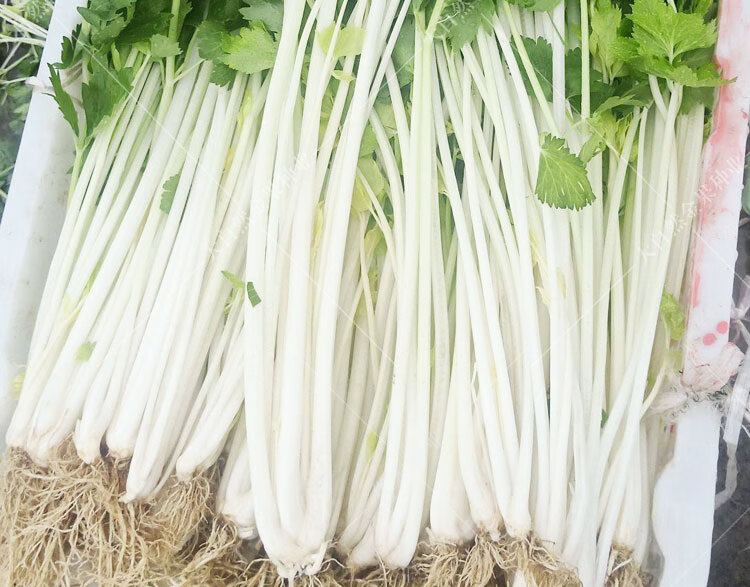 白杆芹菜种子实心香芹种籽耐寒耐热四季小青菜种籽春秋季蔬菜种孑 白