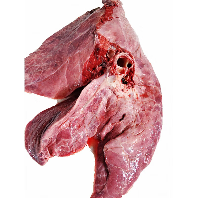 牛肺结构组织图图片