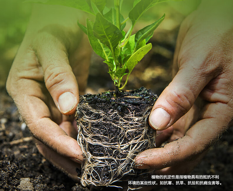 家庭园艺花肥肥料 园艺种植液 办公室阳台桌面盆栽浓缩营养液 喜酸型