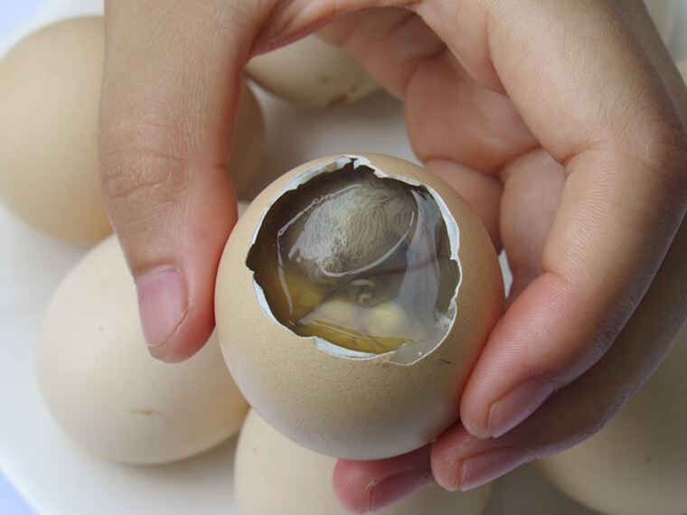 13天活珠子共30枚该链接是20天全鸡毛蛋 13天草鸡蛋活珠子=30只装,每