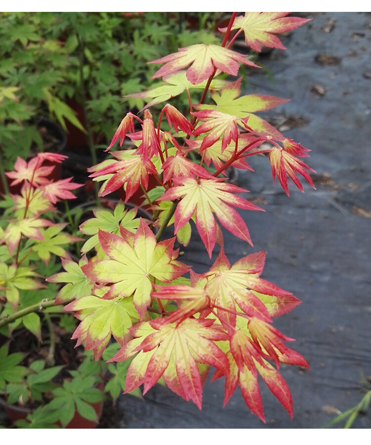 马洋亭下槭树园爪柿日本枫树3年苗多分枝冬季新上盆