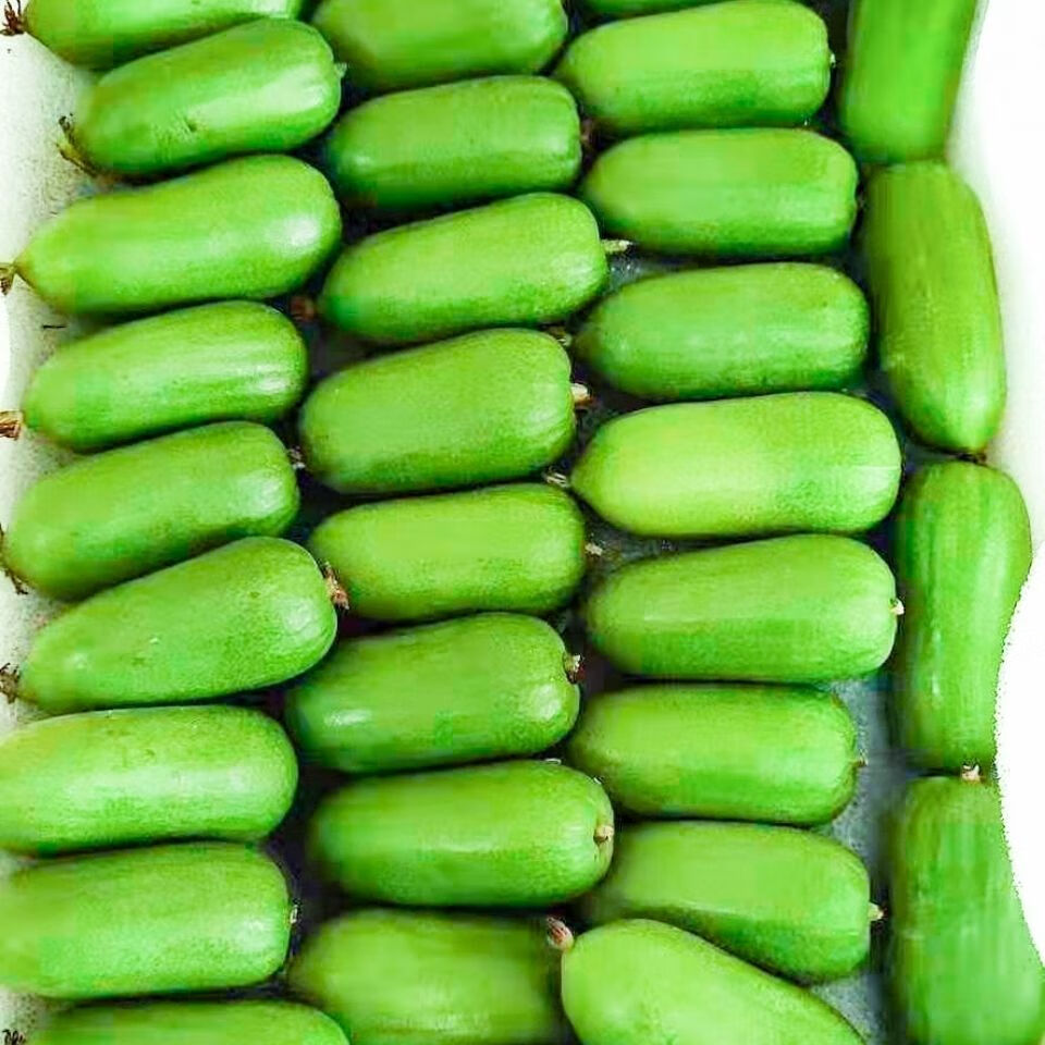 丹东特产软枣小猕猴桃圆枣子野生奇异莓迷狗枣子龙城二号 野生圆枣子4