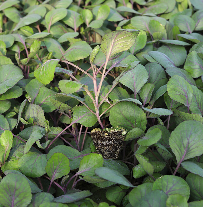 种子苗秧秋季阳台种菜沙拉包菜四季蔬菜苗种籽孑大全幼苗根 紫甘蓝苗
