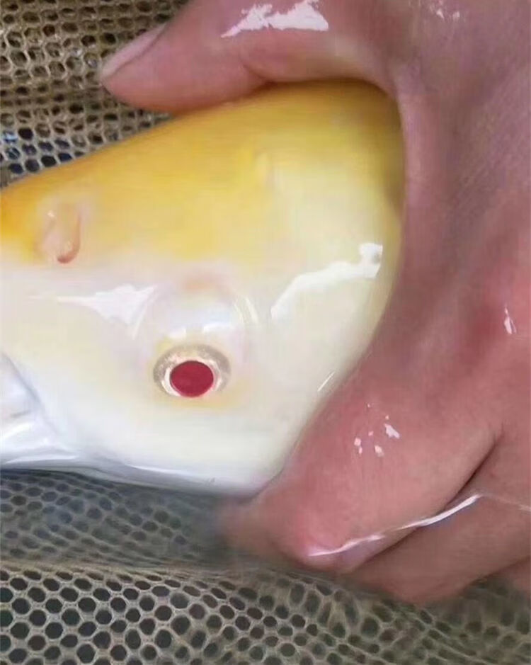 赤目金丝鲩 赤目黄金鲩 红眼金草鱼鱼 大型冷水观赏鱼 10-12厘米红眼