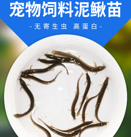 鳄龟活体饲料鱼食泥鳅活体饵料鱼饲料 4-6厘米泥鳅苗200条送20条防损