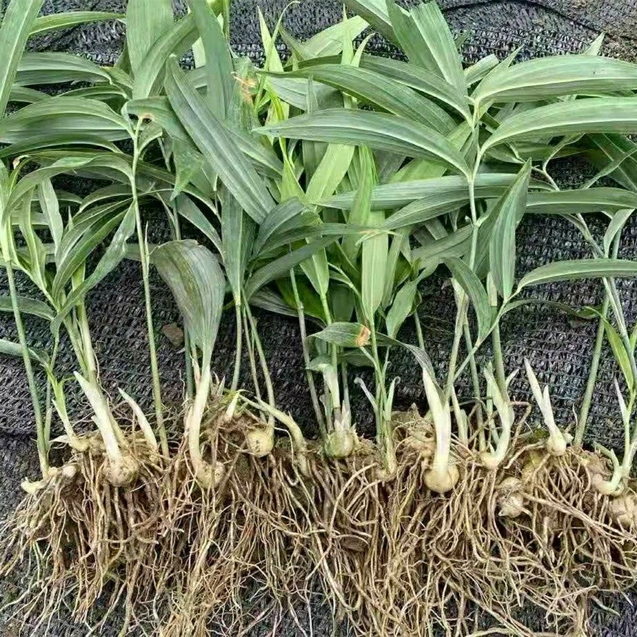 谏仰新鲜野生黄精苗多花型黄精苗姜形黄精苗甜黄精嫩芽根苗跟块 姜形