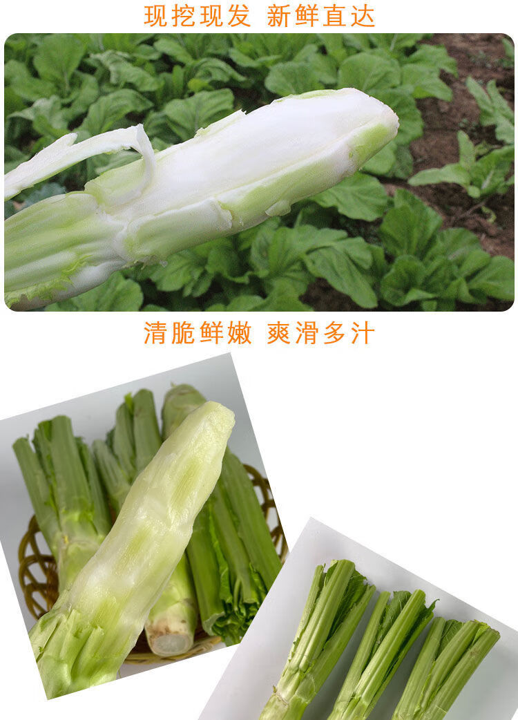 四川特产棒菜菜苔新鲜棒菜青菜头菜心芥菜脑壳菜老壳蔬菜批发新鲜棒菜