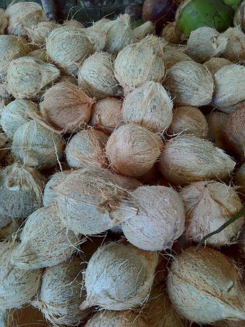 海南带毛老椰子(4个装)优惠装新鲜椰王椰汁煲汤孕妇营养水果 抛光椰皇