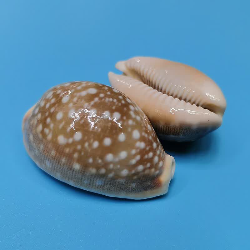 天然海螺贝壳稀有宝螺标本鱼缸水族造景装饰地中海家居收藏小摆件精致