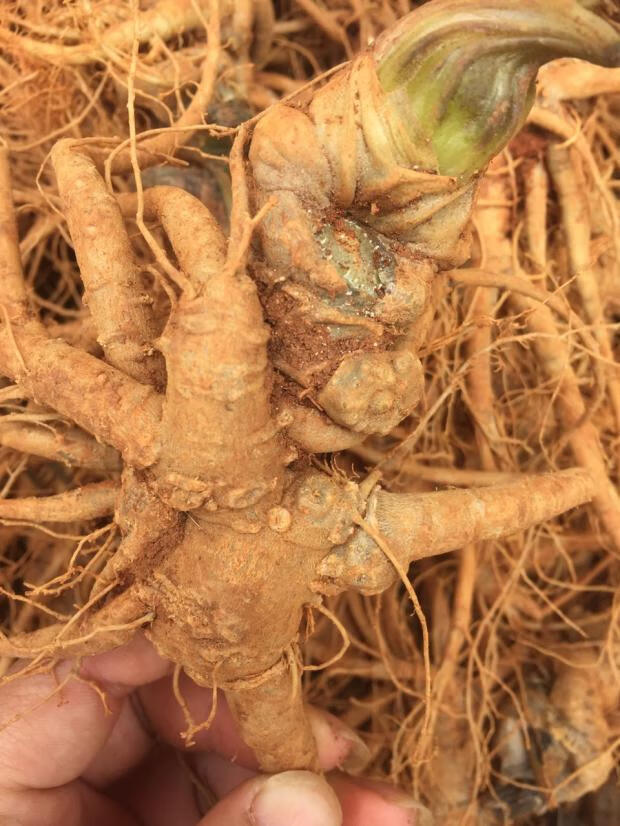 新鲜三七头正宗云南文山三七新鲜根须潮七泡酒煲汤生田七500g 7个新鲜