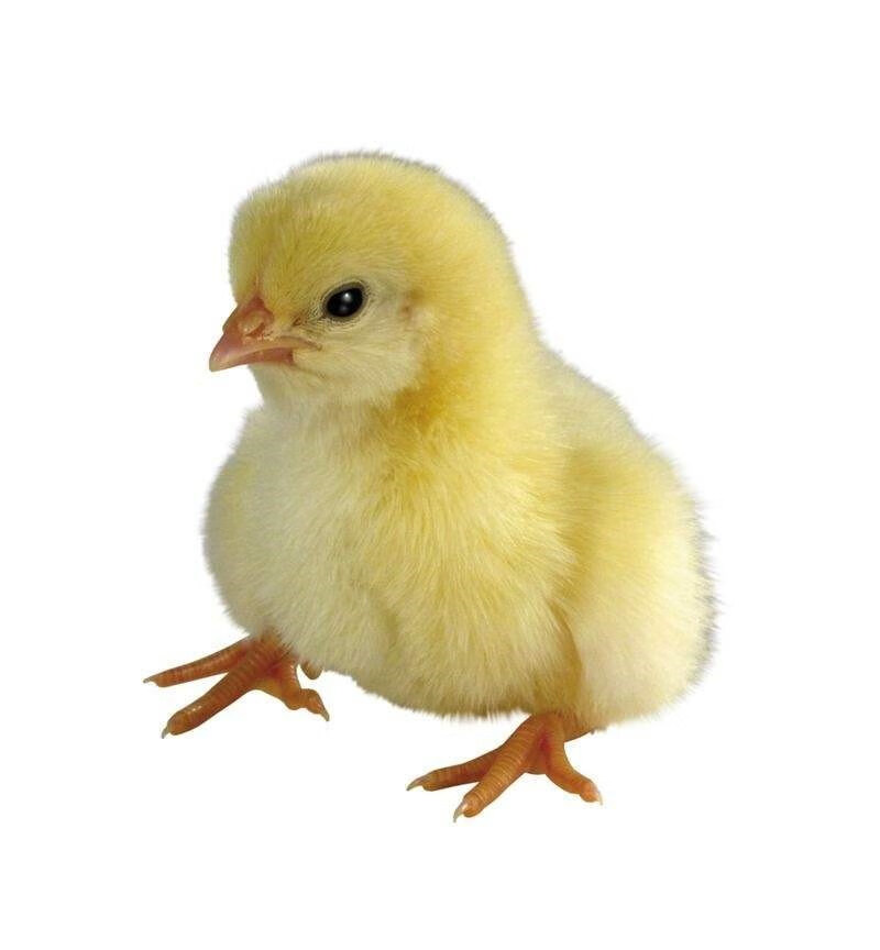 宠物小鸡活体 家养鸡崽儿童礼物玩伴可爱小型宠物打疫苗包活 杂灰色5