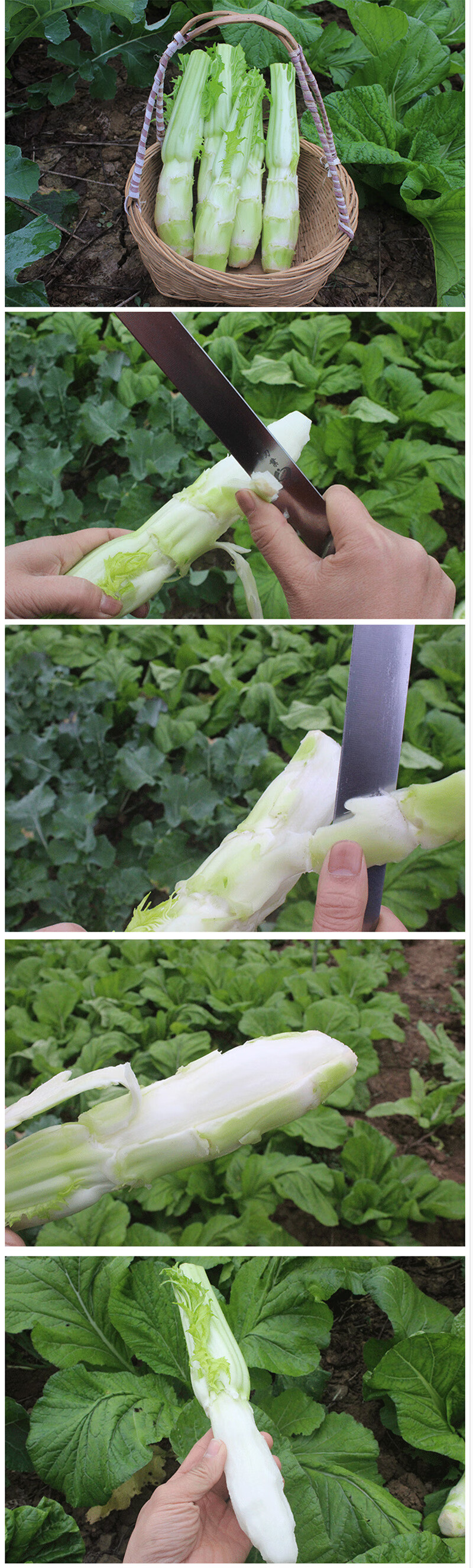 四川棒菜青笋芥菜棒棒菜青菜脑壳菜新鲜蔬菜5斤