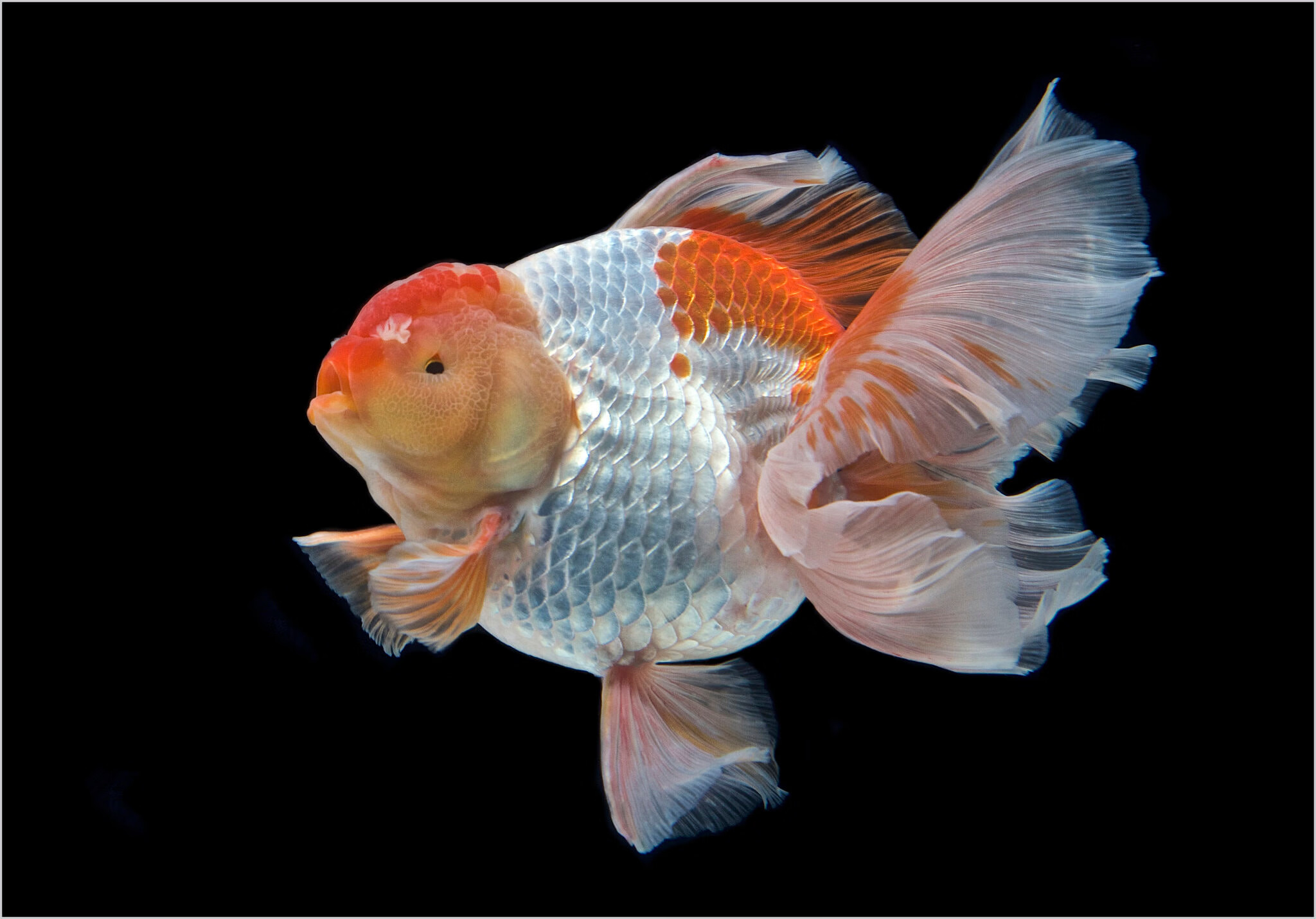 ajaj百褶泰狮金鱼精品活鱼进口f1泰狮红白菠萝泰师百褶裙好养包活国粹