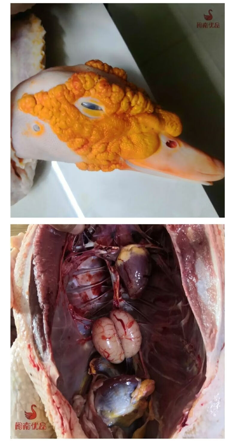 闽南正番鸭三年黄皮老鸭子肉整只红脸土鸭白鸭炖汤整鸭带内脏活体85斤