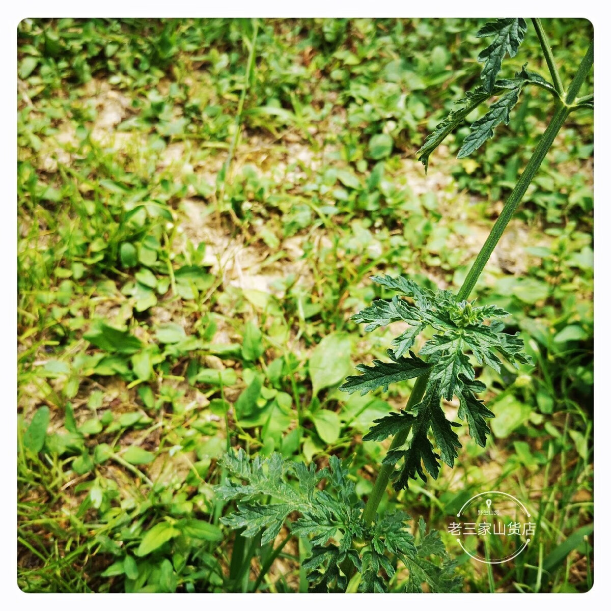 马鞭草新鲜 铁马鞭 马边草 现采草药500克新货【图片 价格 品牌 报价