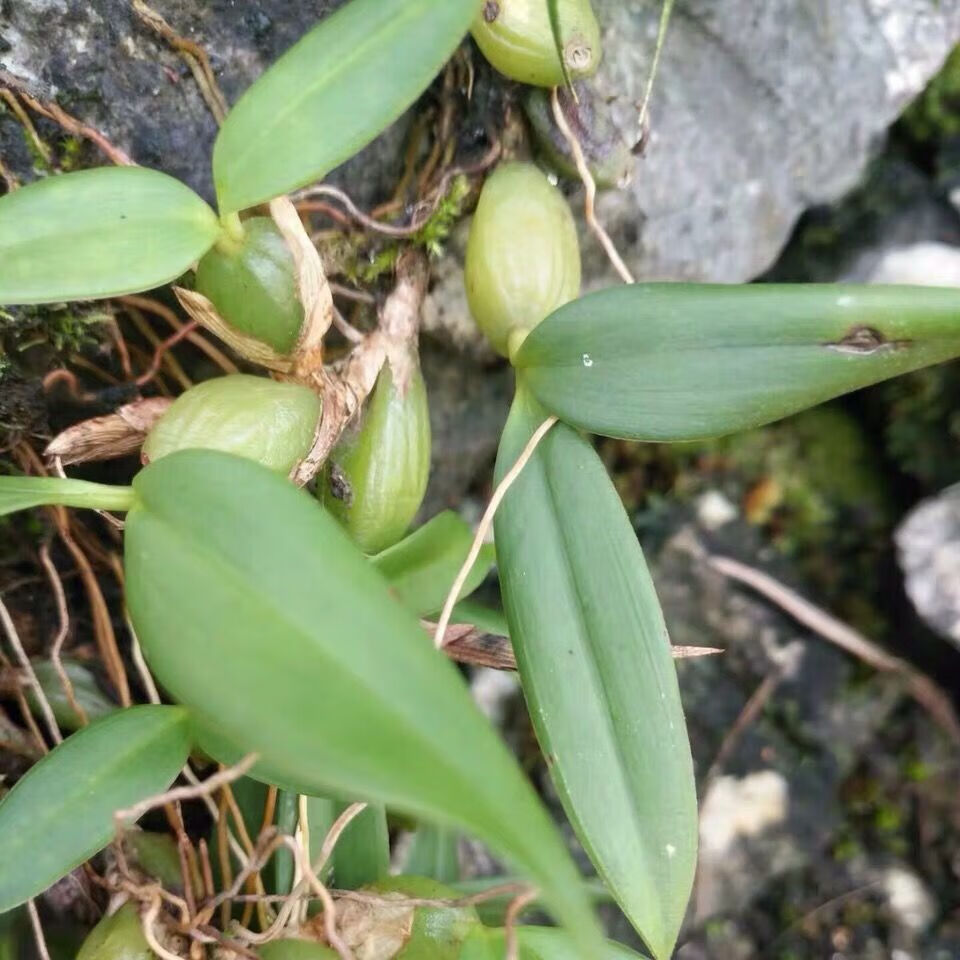 批发石橄榄 新鲜潮州单叶中果双页小果石仙桃石岩珠煲汤 精选双叶小果