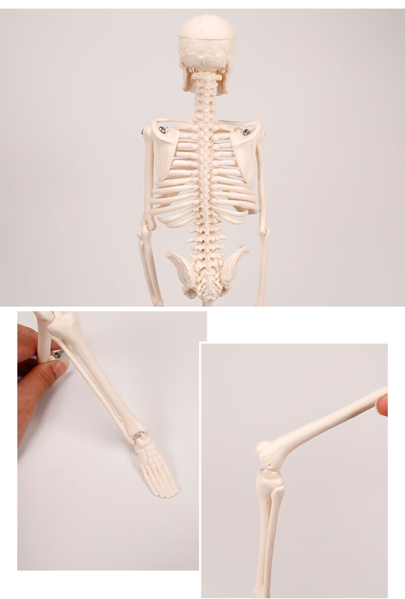 42cm人体骨骼骨架模型医用医学教学全身人体模型人体骷髅架子标本