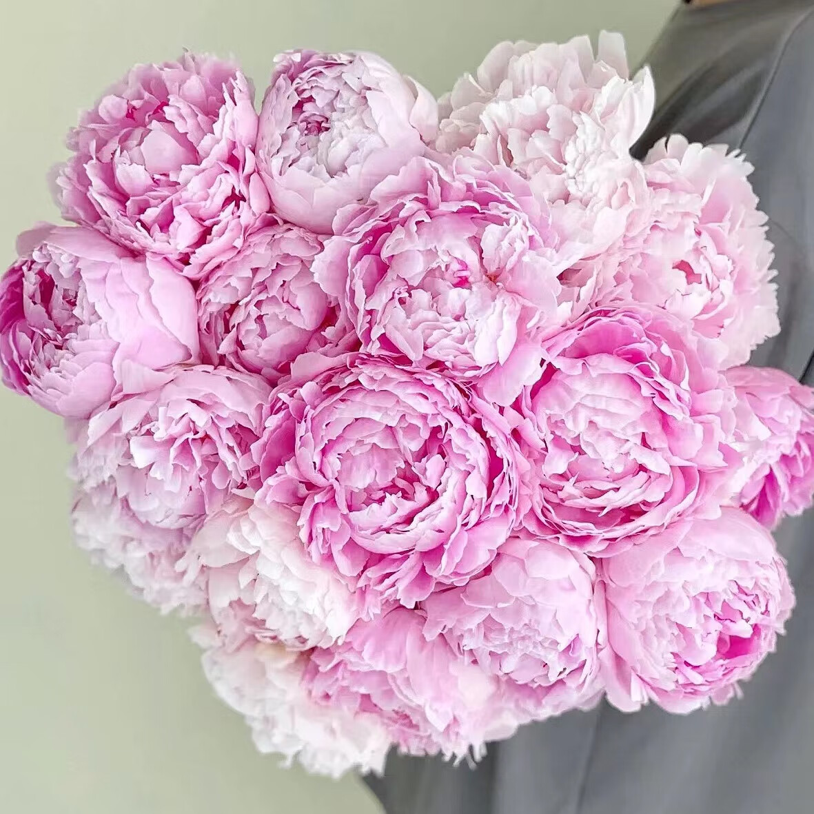 【 芍药鲜花】芍药鲜花速递法国巨型重瓣新品情人节礼特惠牡丹顺丰 5