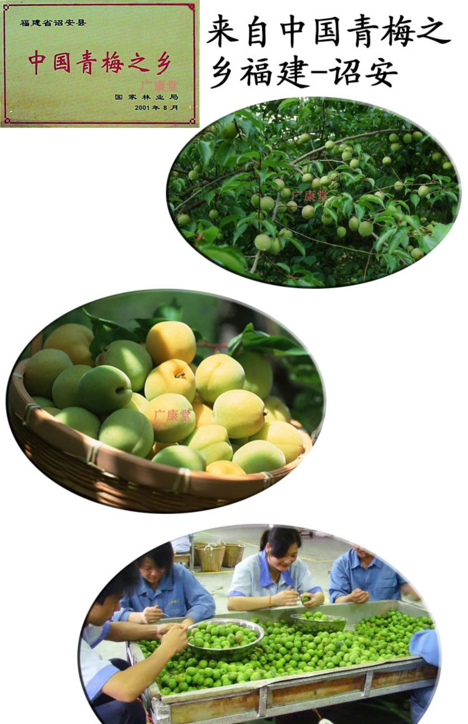 北京同仁堂原料新鲜青梅浓缩青梅精 炼青梅丸 梅锭 青梅锭 梅丹 强