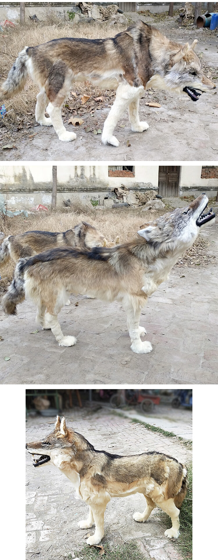 大型仿真狼模型1比1狼标本野生动物真皮毛工艺品假狼摆件影视道具仿真