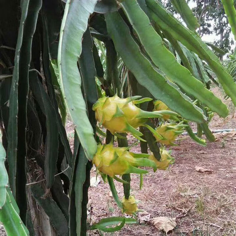 mdng正宗燕窩火龍果苗麒麟果黃皮白心厄瓜多爾果苗盆栽樹苗四季結果