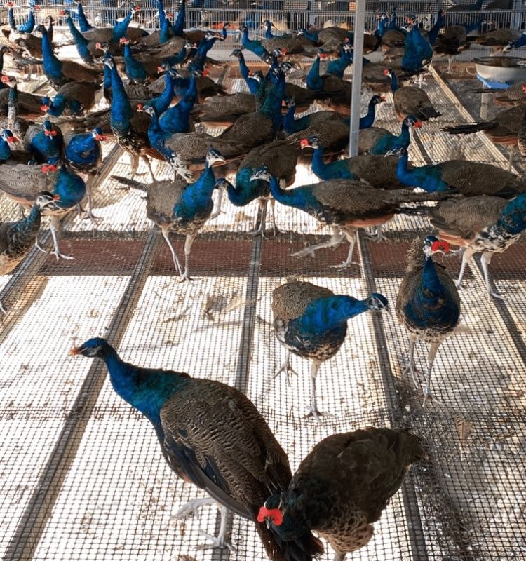 悦君心孔雀苗公母一对活体幼鸟宠物观赏鸟家养小孔雀脱温苗活物包活