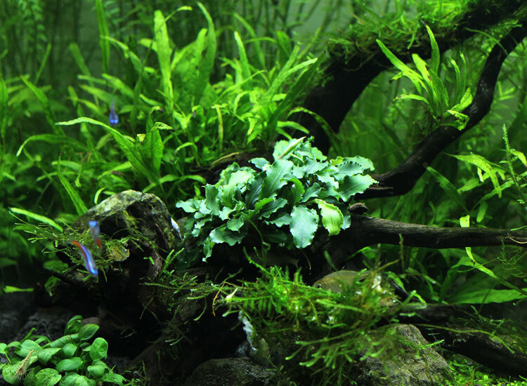 活体懒人水草鱼缸水族箱造景装饰辣椒黄金榕瓦利斯榕水榕易活 丹麦榕