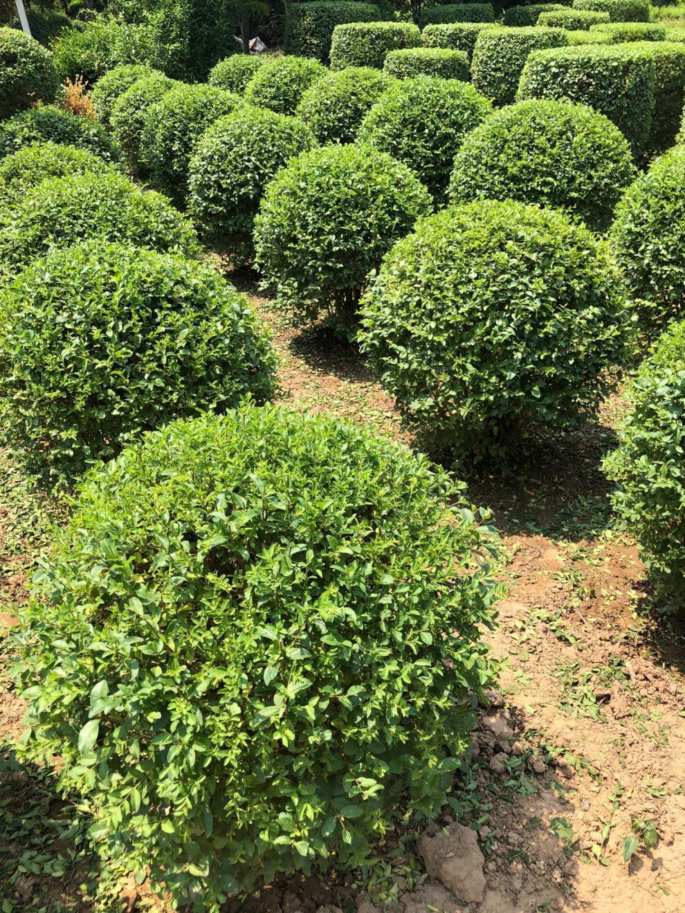 小叶女贞造型盆景树桩球型树苗庭院别墅绿化植物观叶四季常青苗木 金