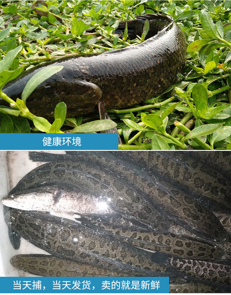 水库野黑鱼乌鱼酸菜鱼炖汤小孩食用鲜活现杀1条3斤现杀真空锁鲜整条现