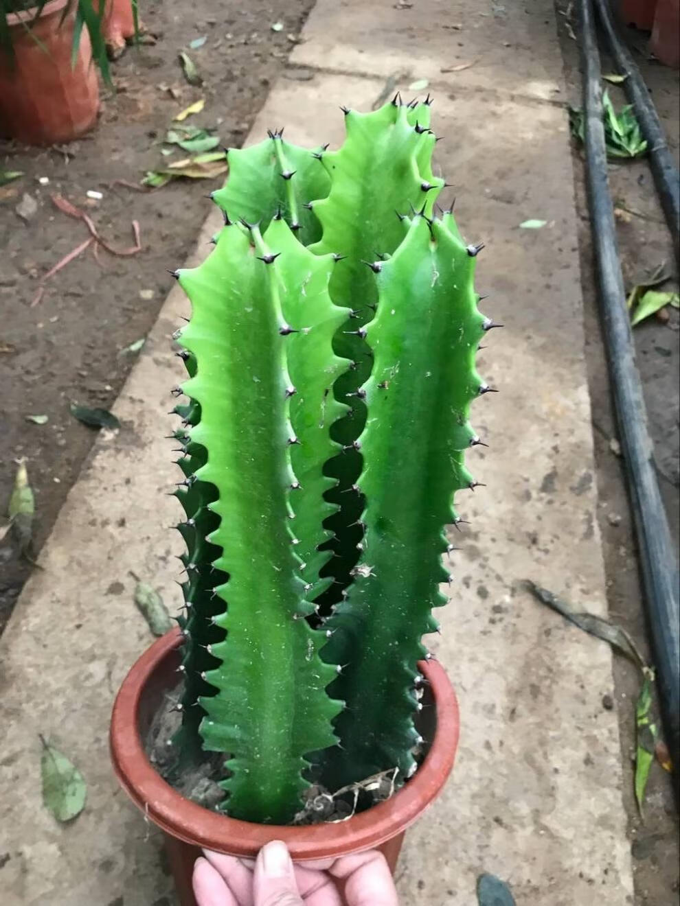 多肉巴西龙骨花量天尺仙人柱龙骨嫁接彩麒麟 一盆龙骨4颗(40-42厘米)