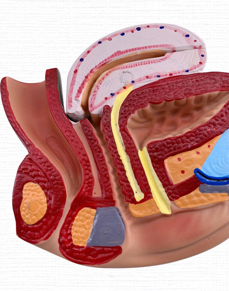 生殖器 睾丸 膀胱 自然大1:1男性男性生殖器层次解剖模型 女性生殖