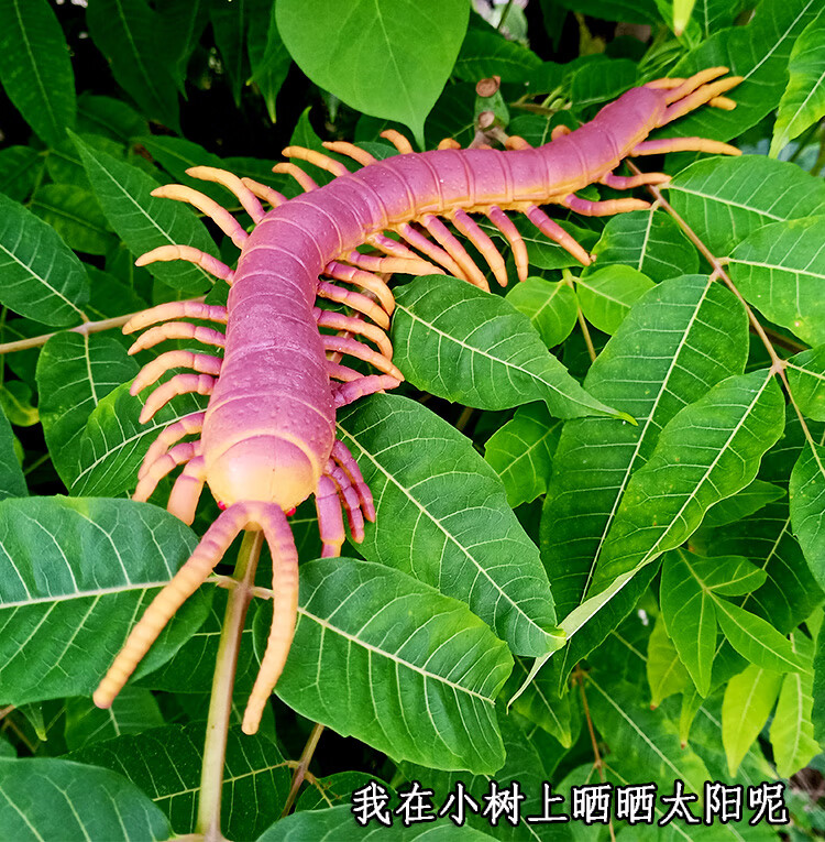 超大仿真软胶动物蜈蚣模型静态整蛊吓人昆虫软蛇儿童玩具恶搞道具超大