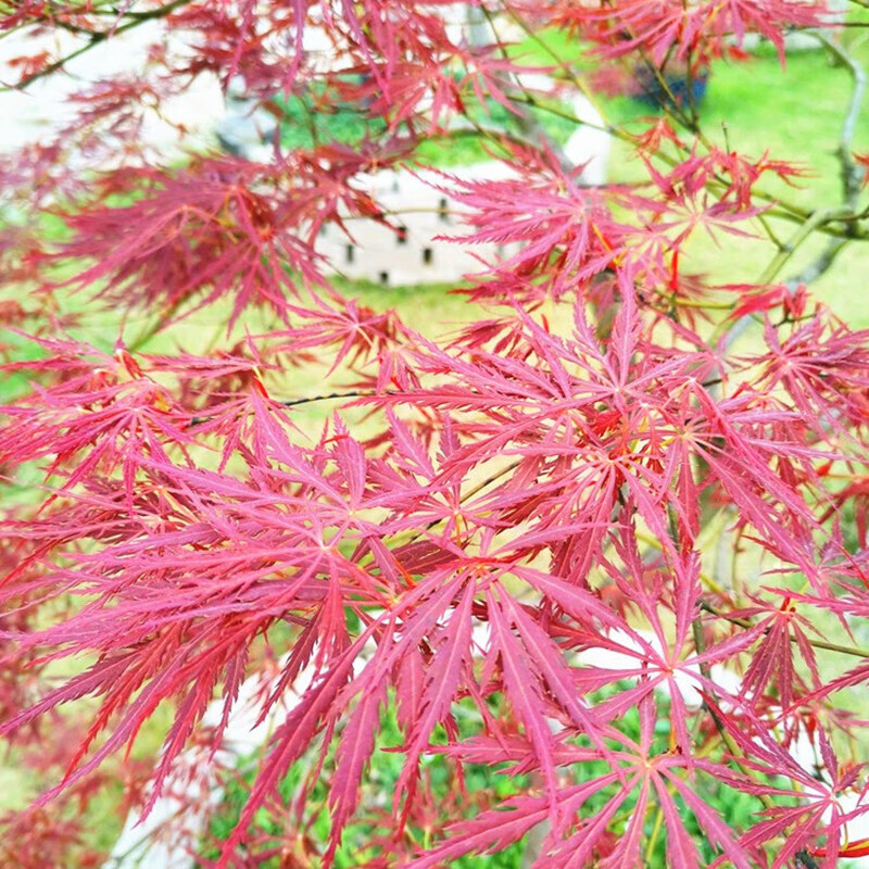 垂枝石榴红羽毛枫青龙羽毛枫树庭院别墅风景树流泉枫日本红枫树苗