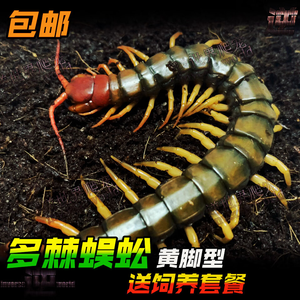 cmcm多棘蜈蚣海南间脚越南巨人观赏性宠物爬虫蜈蚣包活 黄脚多棘蜈蚣