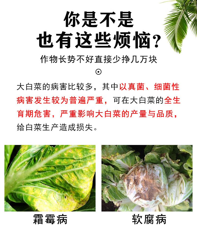 白菜专用药吡唑醚菌酯软腐病黑斑病炭疽病杀菌剂大白菜病全治农药250g