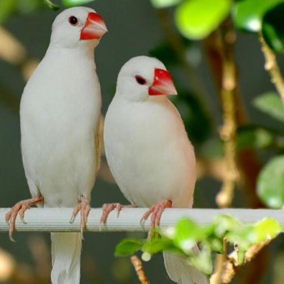 族萃鸟白文活体 白色鸟灰色文 中小型宠物观赏鸟 鸟活物 下蛋繁殖鸟包