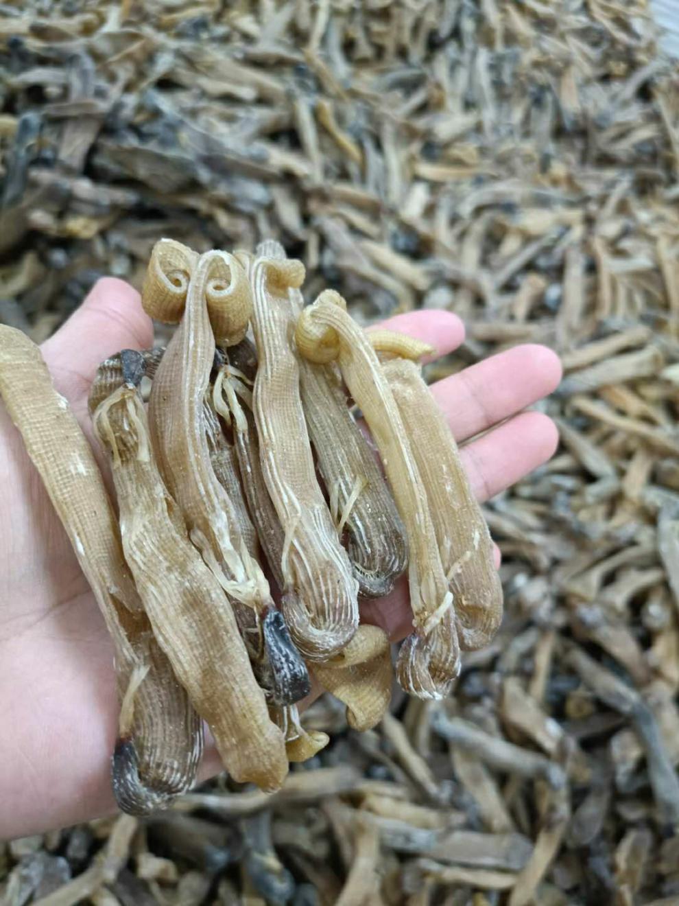 野生中沙虫干海肠沙肠子海人参海虫干货海鲜海产广东煲汤材料50g官方