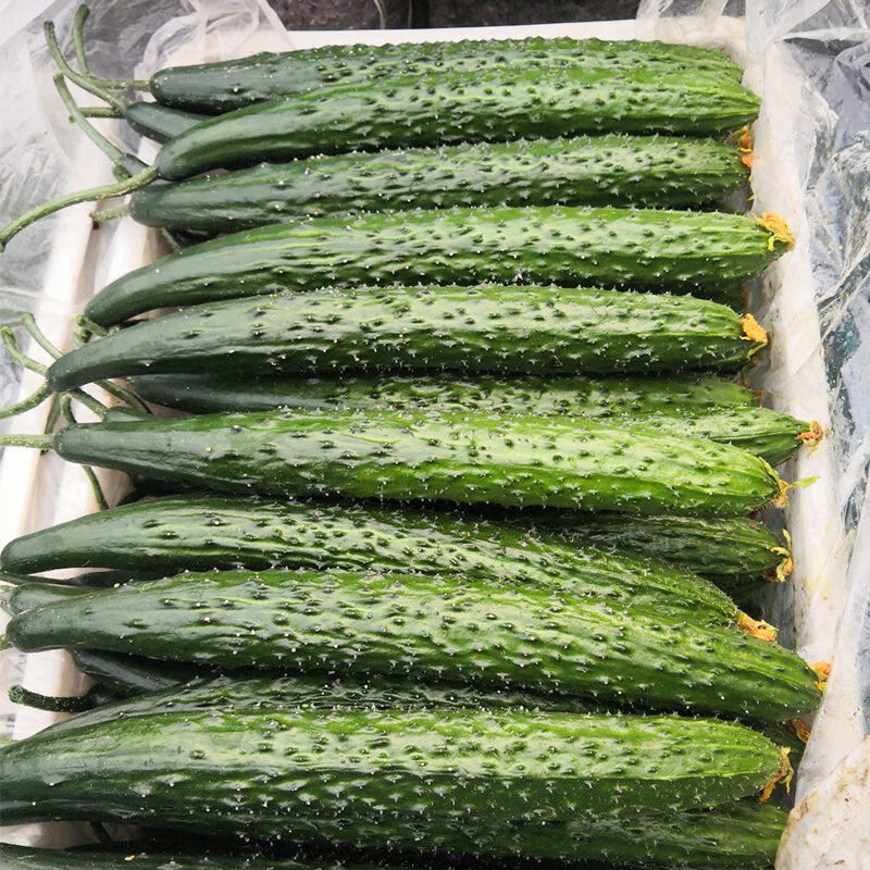 黄瓜带刺农家自种新鲜青瓜蔬菜绿瓤生吃清脆可口4斤弯瓜精选带箱354斤