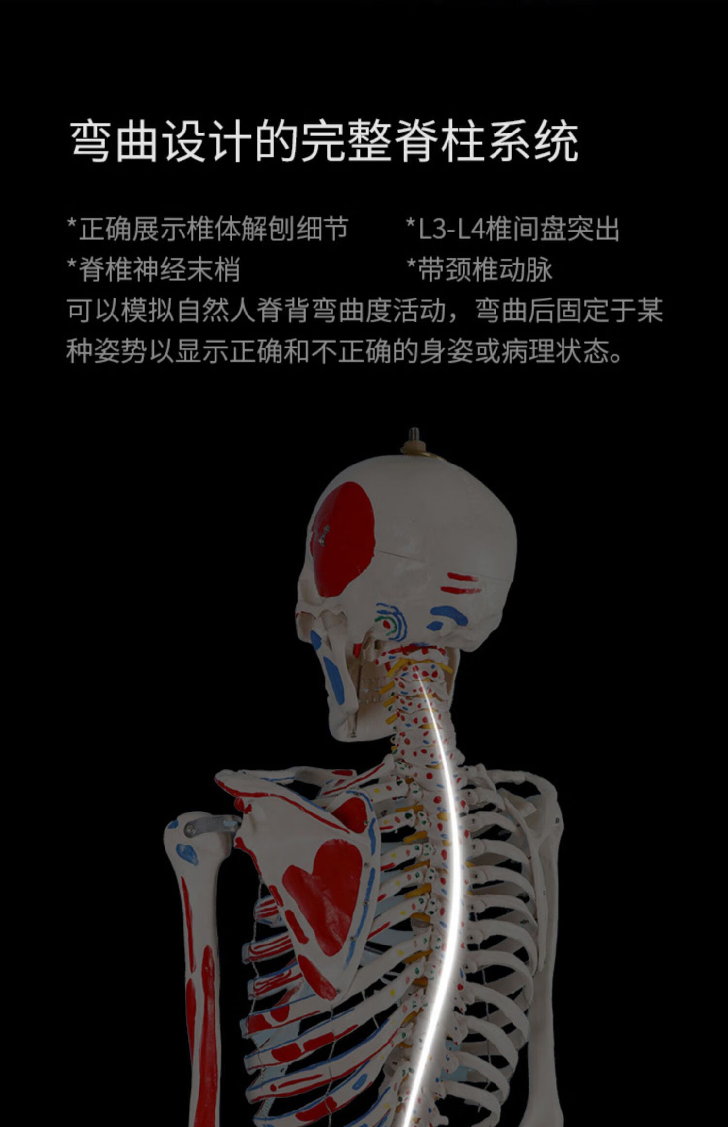 85cm180cm人体骨骼模型骨架可拆卸 人体脊柱模型仿真小白骷髅标本 a