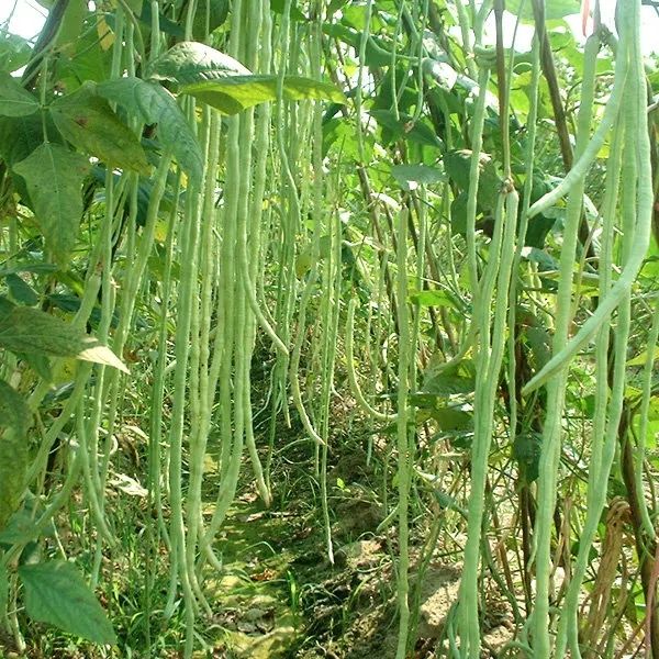 【坏了包赔】长豆角新鲜蔬菜农家腌制酸豆角自种长缸豆嫩豇豆1/3/5斤