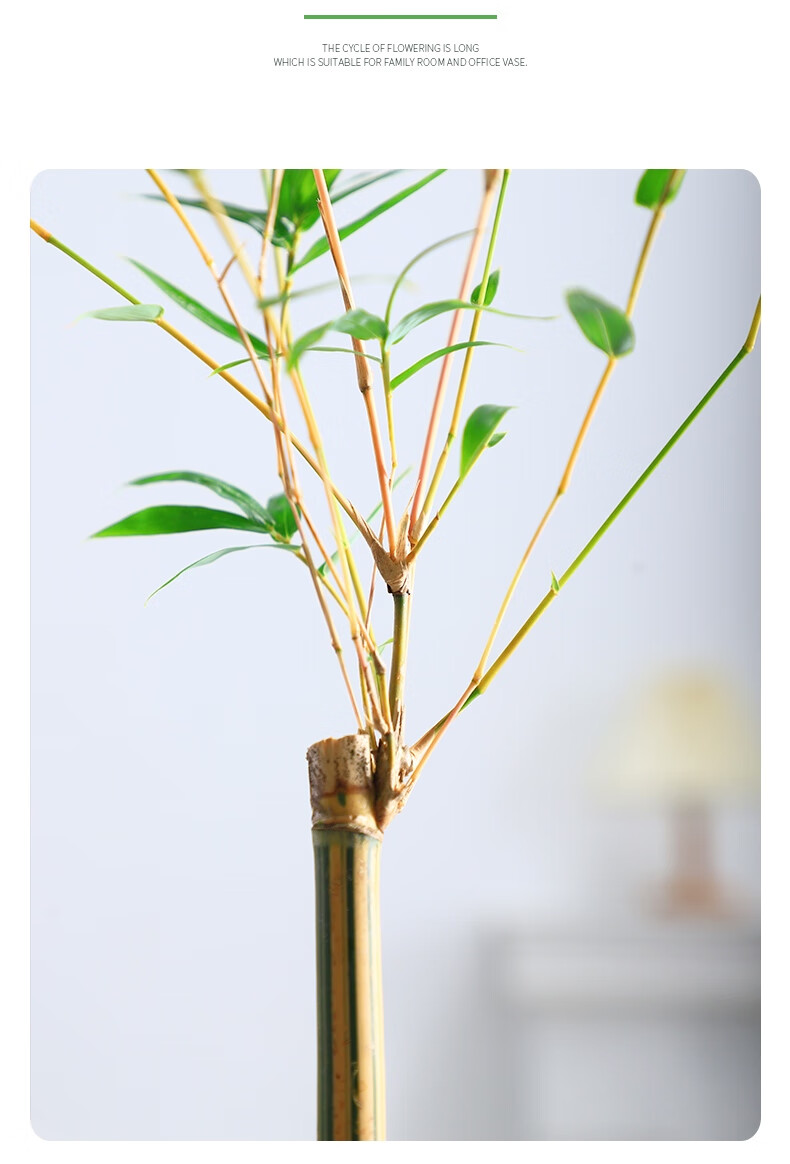 丝竹玻璃瓶室内竹子盆栽花卉马醉木水养绿植带根好养 小琴丝竹【原盆*