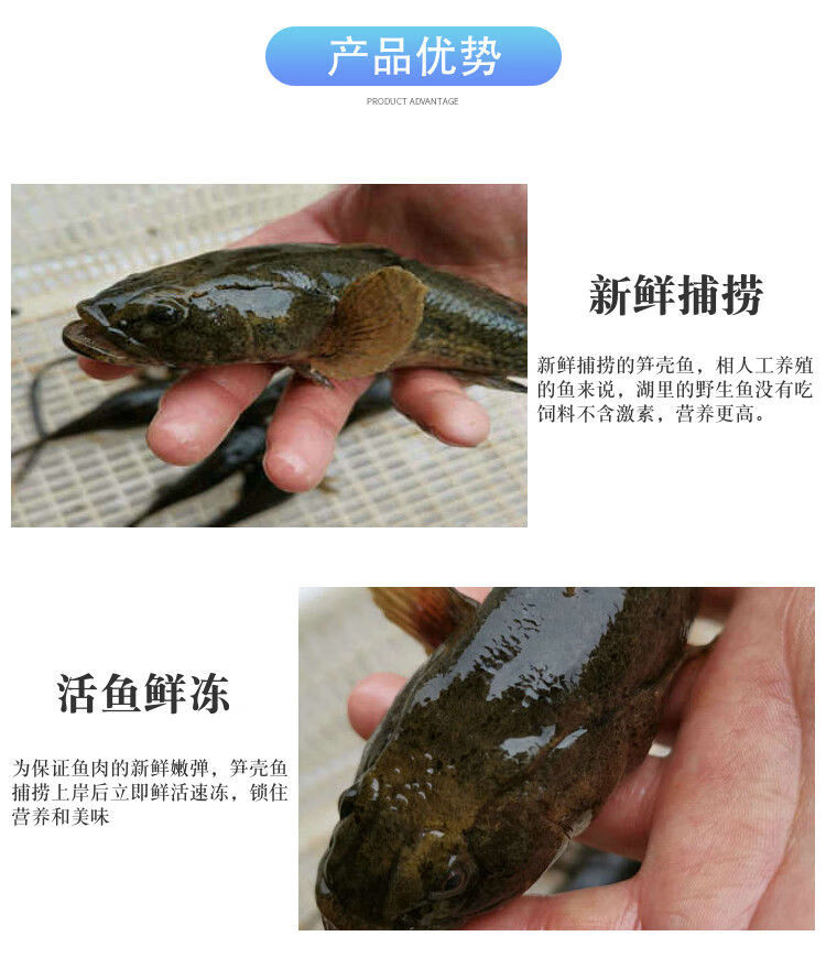 lism新鮮活虎頭魚呆子魚沙塘鱧筍殼魚虎頭鯊土憨巴尖塘鱧老頭魚活魚現