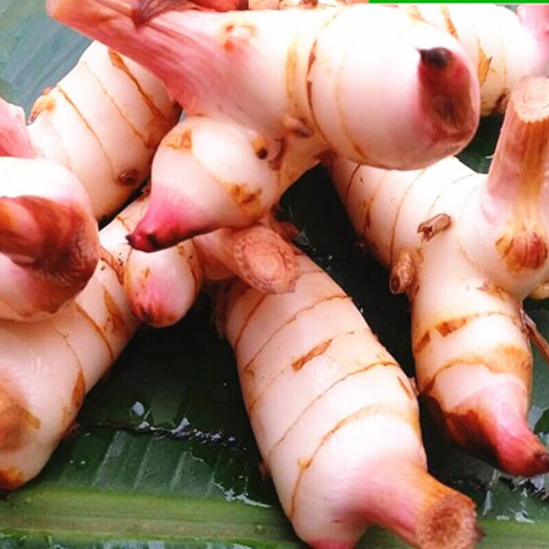 泰国冬阴功咖喱新鲜南姜良姜高良姜冬荫功汤原料1斤白皮南姜 500g